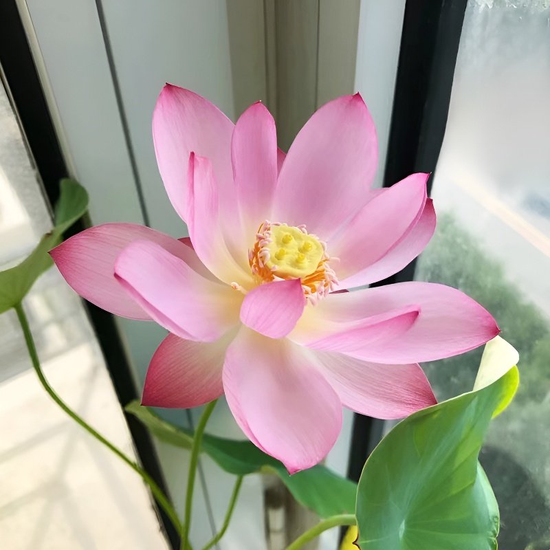 Four Seasons Blooming: Bowl Lotus Seeds
