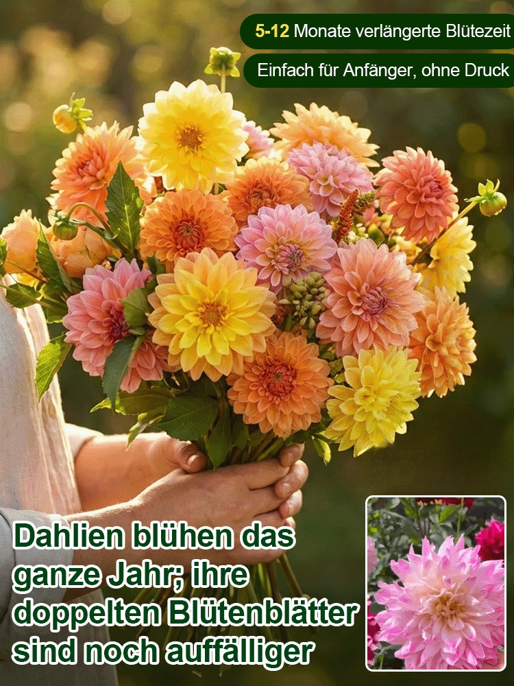 Doppelte Dahlienknollen für ganzjährigen Blütenzauber