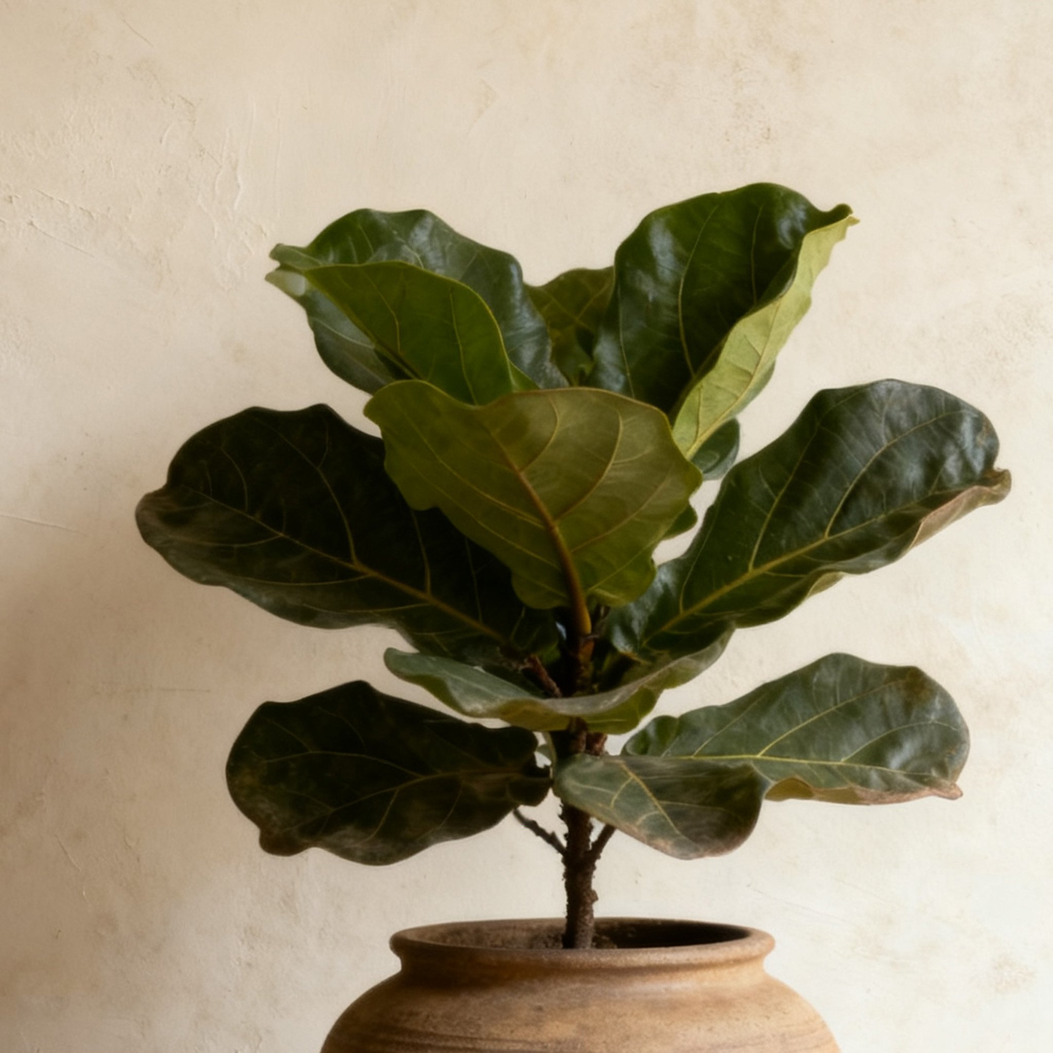 ต้นฟิคัสไลราตั้งกระถาง