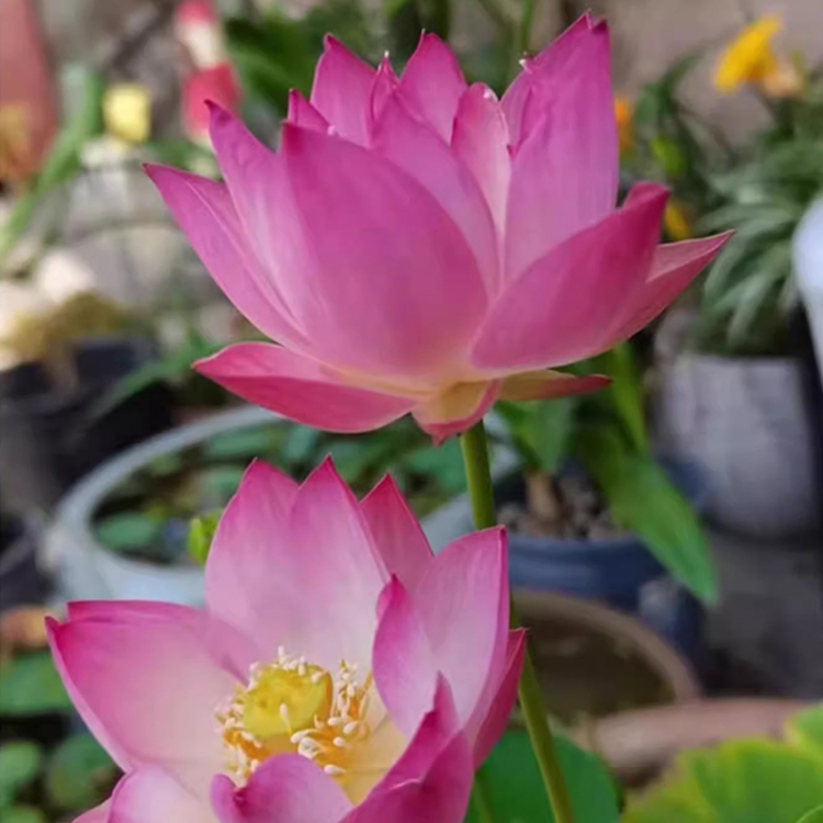 คู่มือฉบับสมบูรณ์สำหรับการปลูกต้นบัวในกระถาง