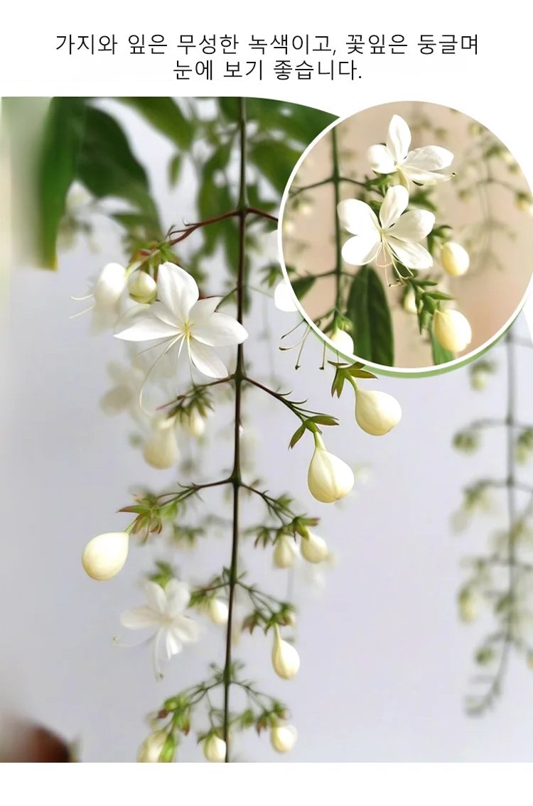 花_16.jpg