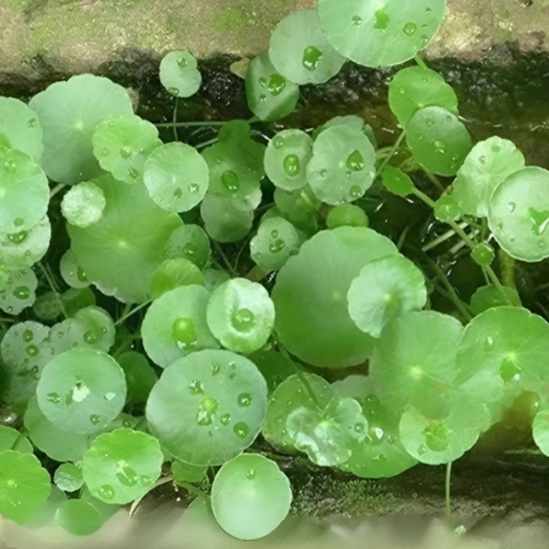 Lucky clover seeds for potted plants