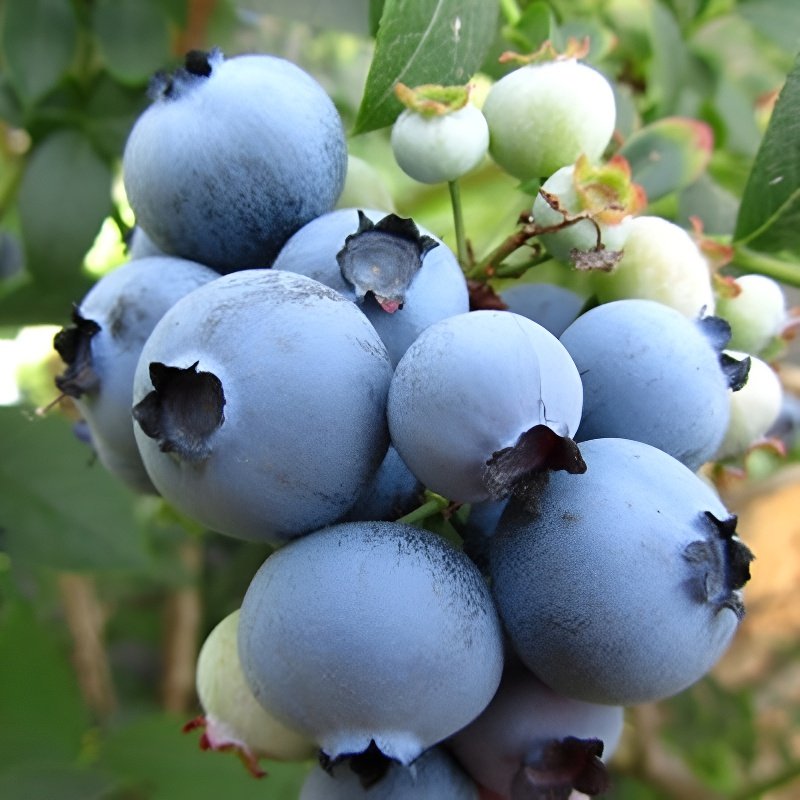 블루베리 화분 묘목