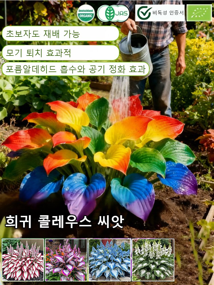 희귀 콜레우스 씨앗