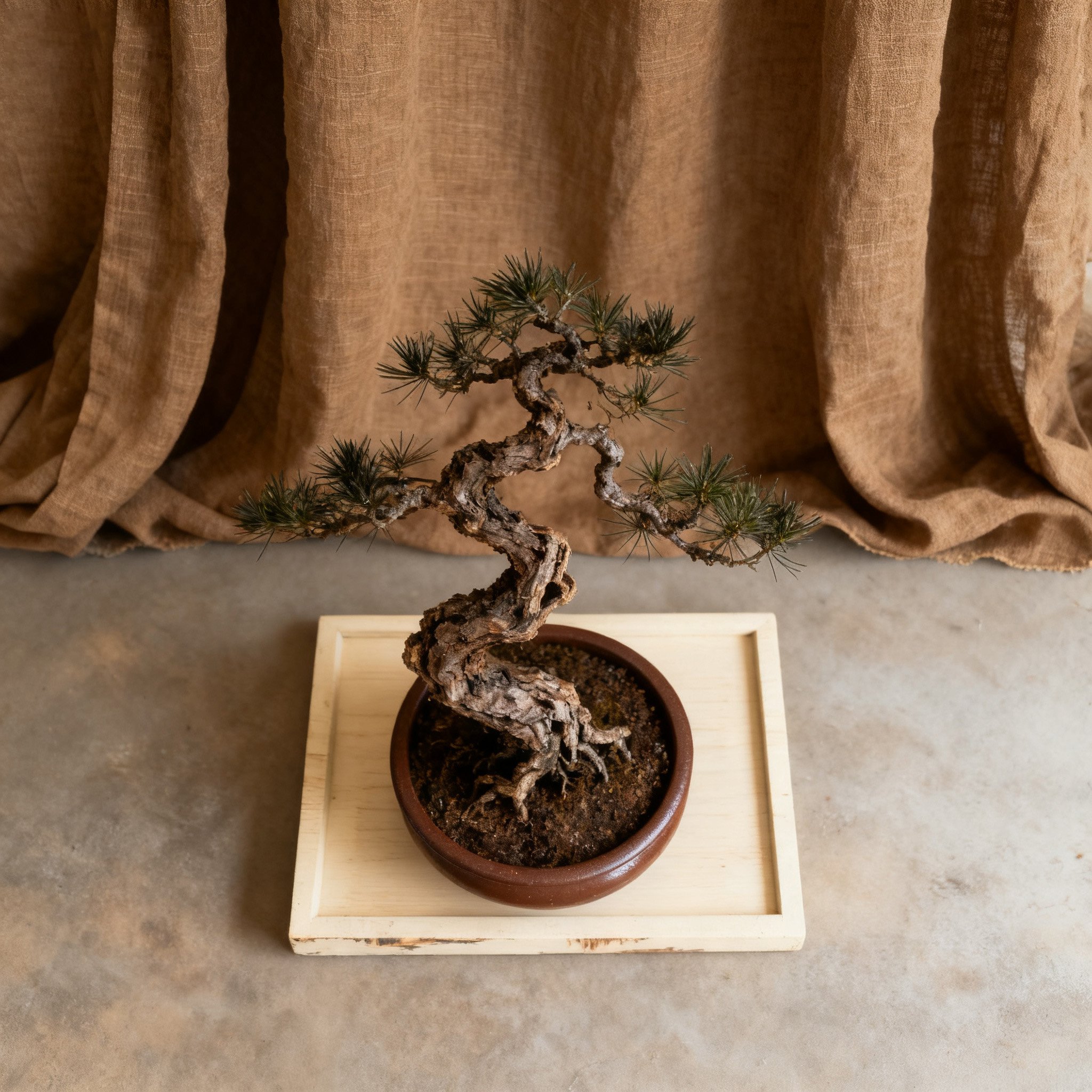 บอนไซต้นสนขนาดเล็ก