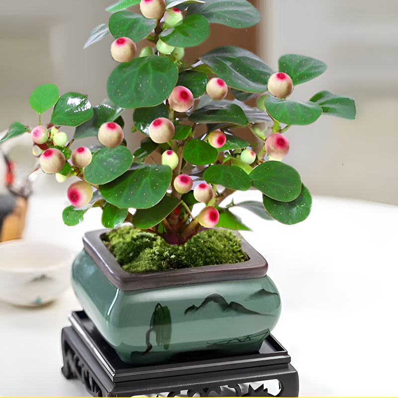 심신을 다스리는 보리향