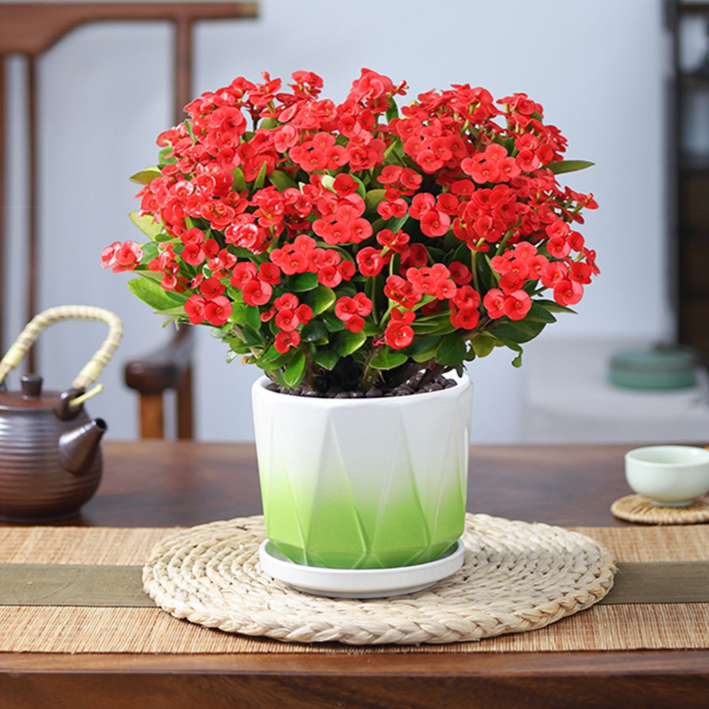 가시관나무 실내 분재