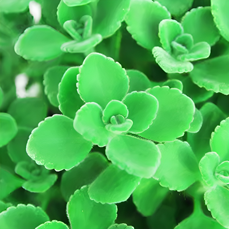 실내 공기 정화 향기