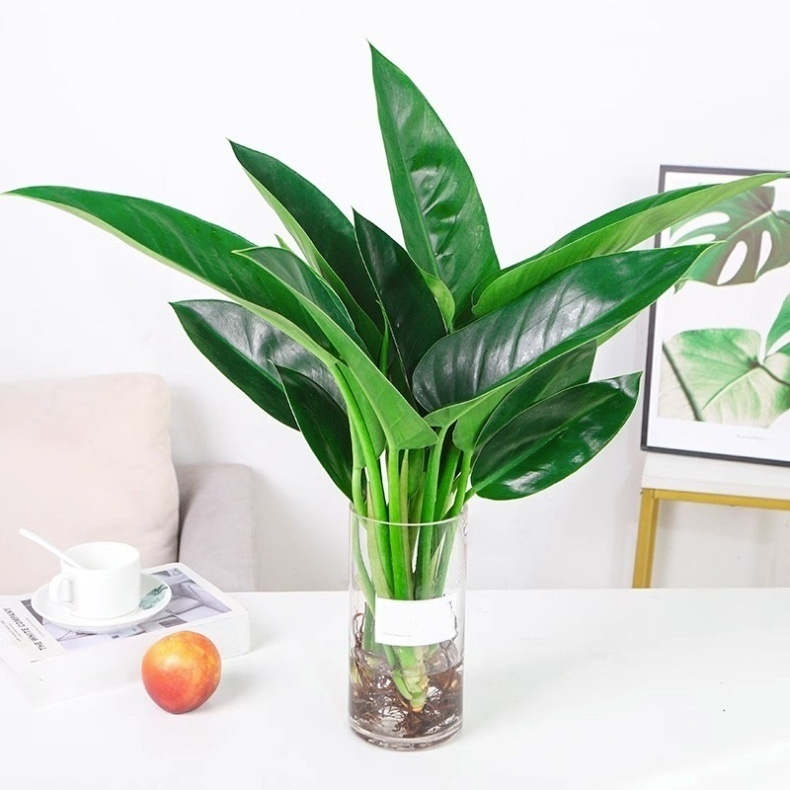 Green Princess Foliage Potted Plant