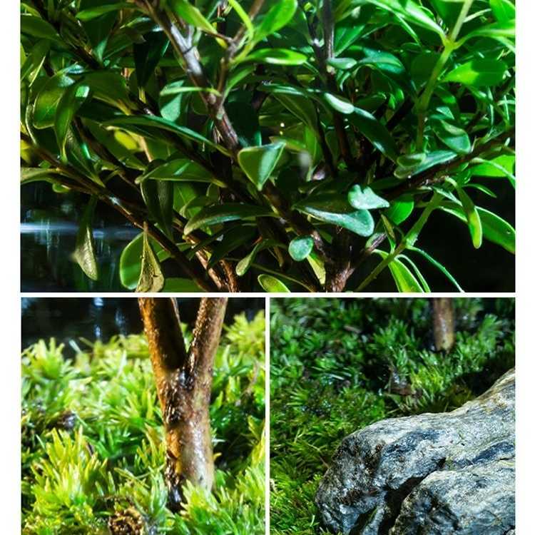 Desktop moss micro landscape finished bonsai