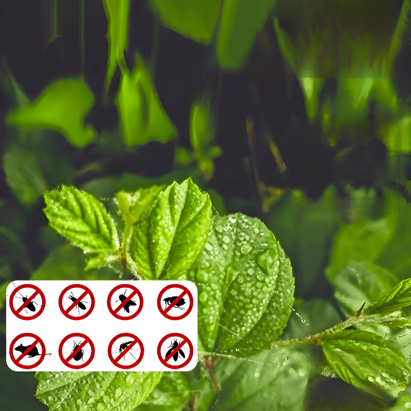 사계절 파종 가능한 모기 퇴치 허브 레몬 민트 씨앗 발코니 화분 재배