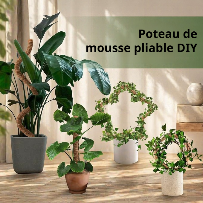 Tuteur créatif pour Monstera, support d'escalade pour plantes