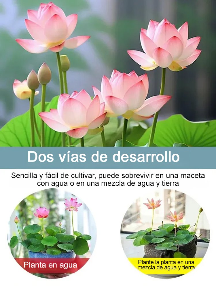 Semillas de loto acuático ornamental 