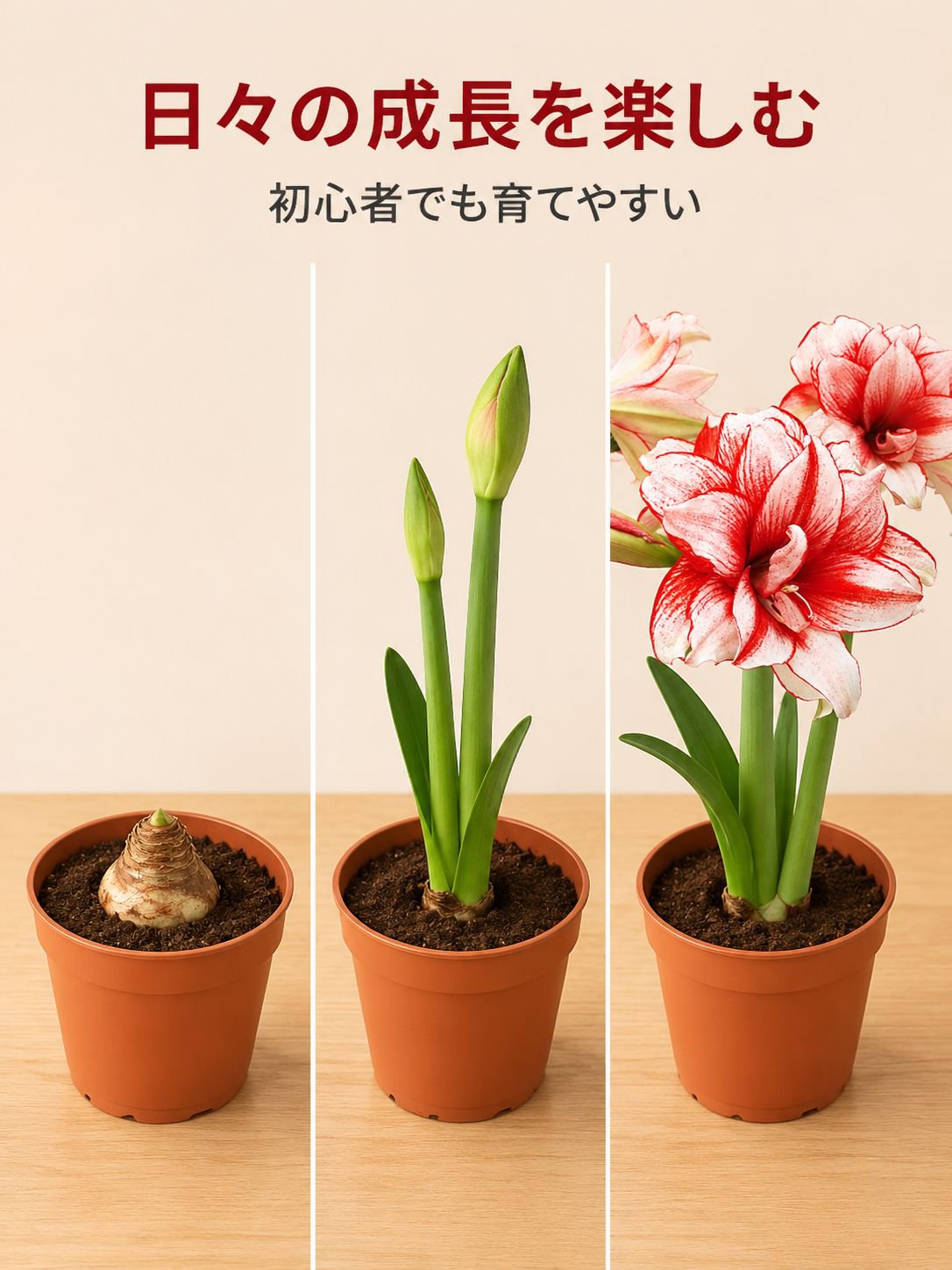 アマリリス