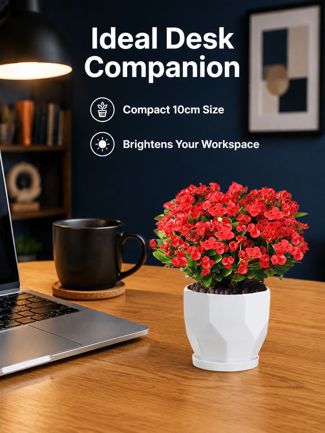 Four Seasons Blooming Crown of Thorns Bonsai