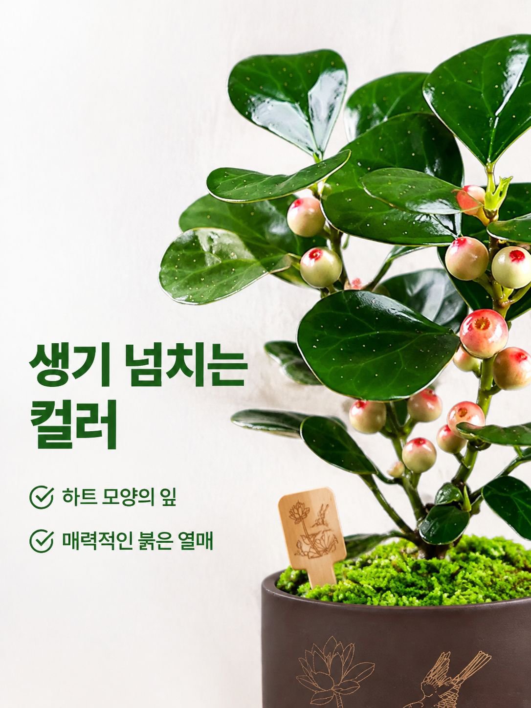 보리수 분재