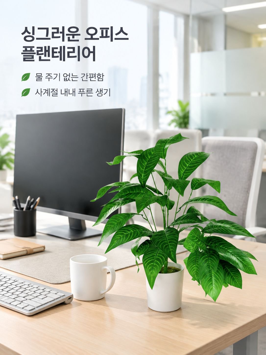 몬스테라 델리시오사 분재