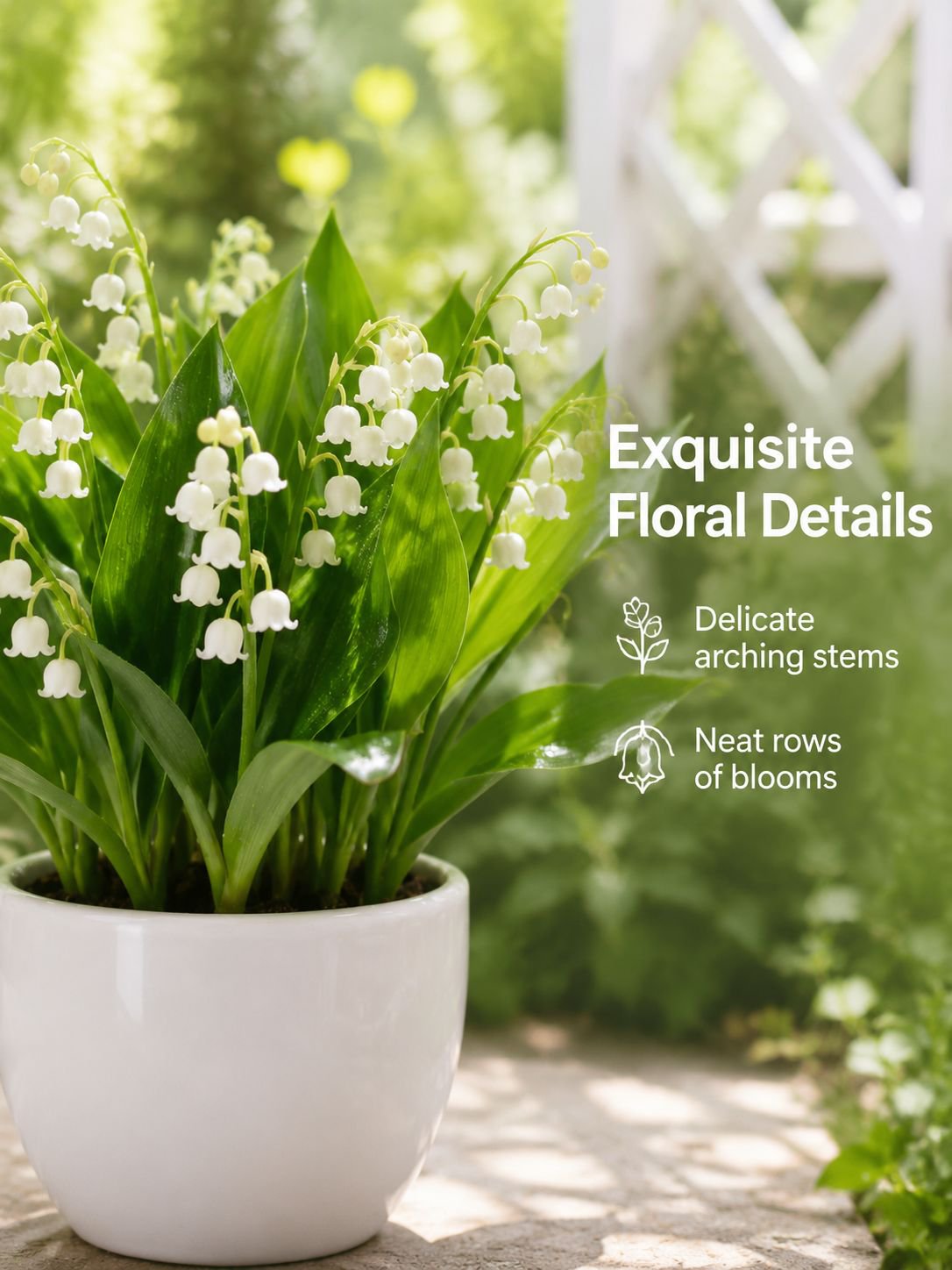 Fragrant Lily of the Valley bulbs