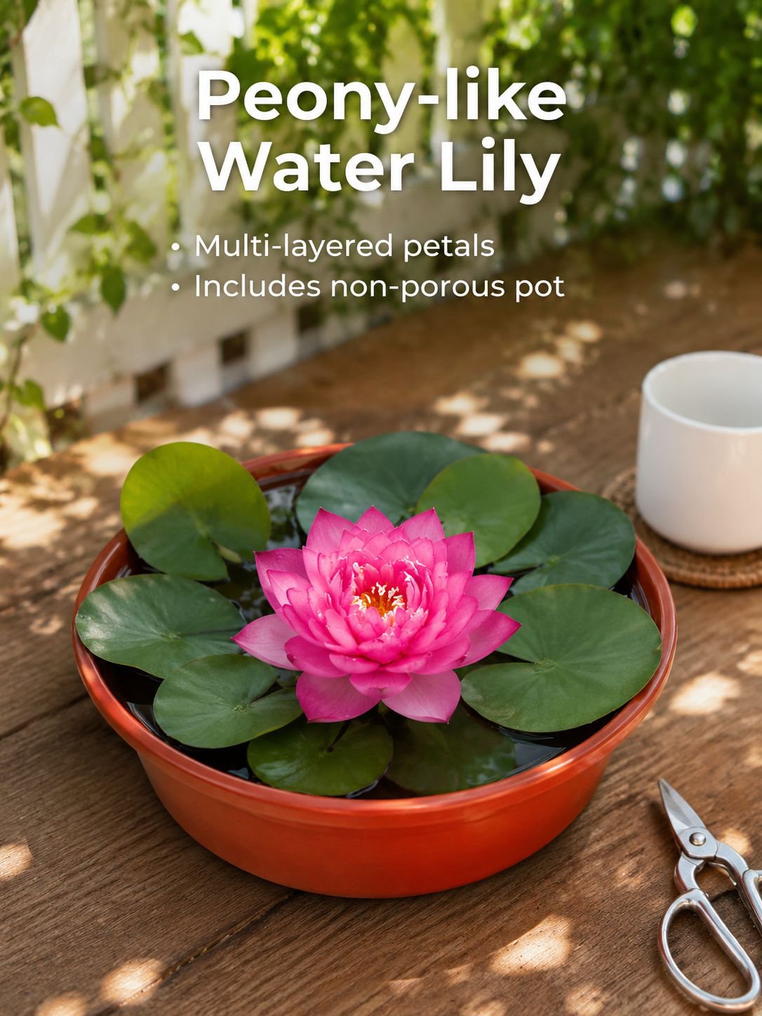 Water lily in a pot