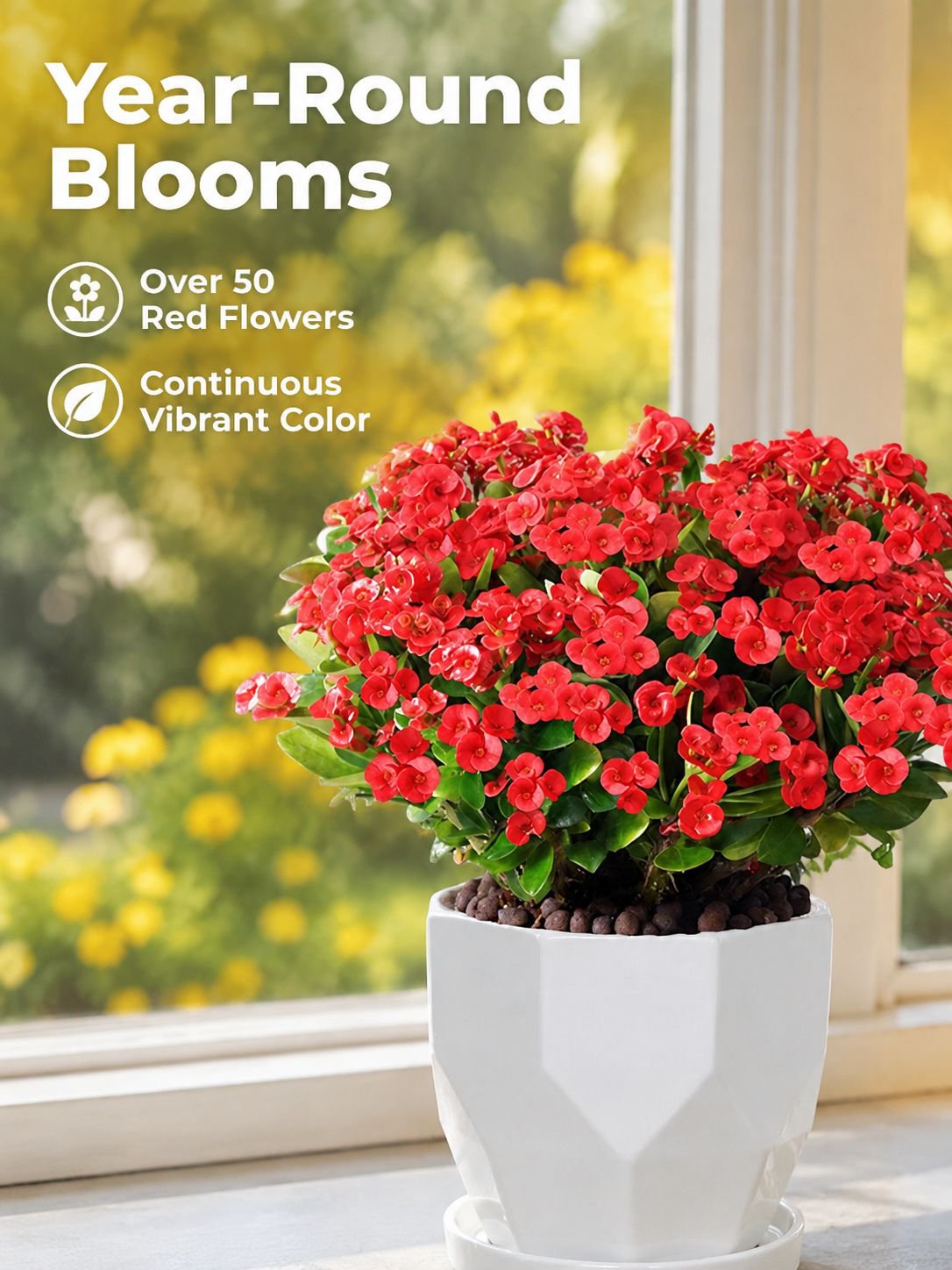 Four Seasons Blooming Crown of Thorns Bonsai