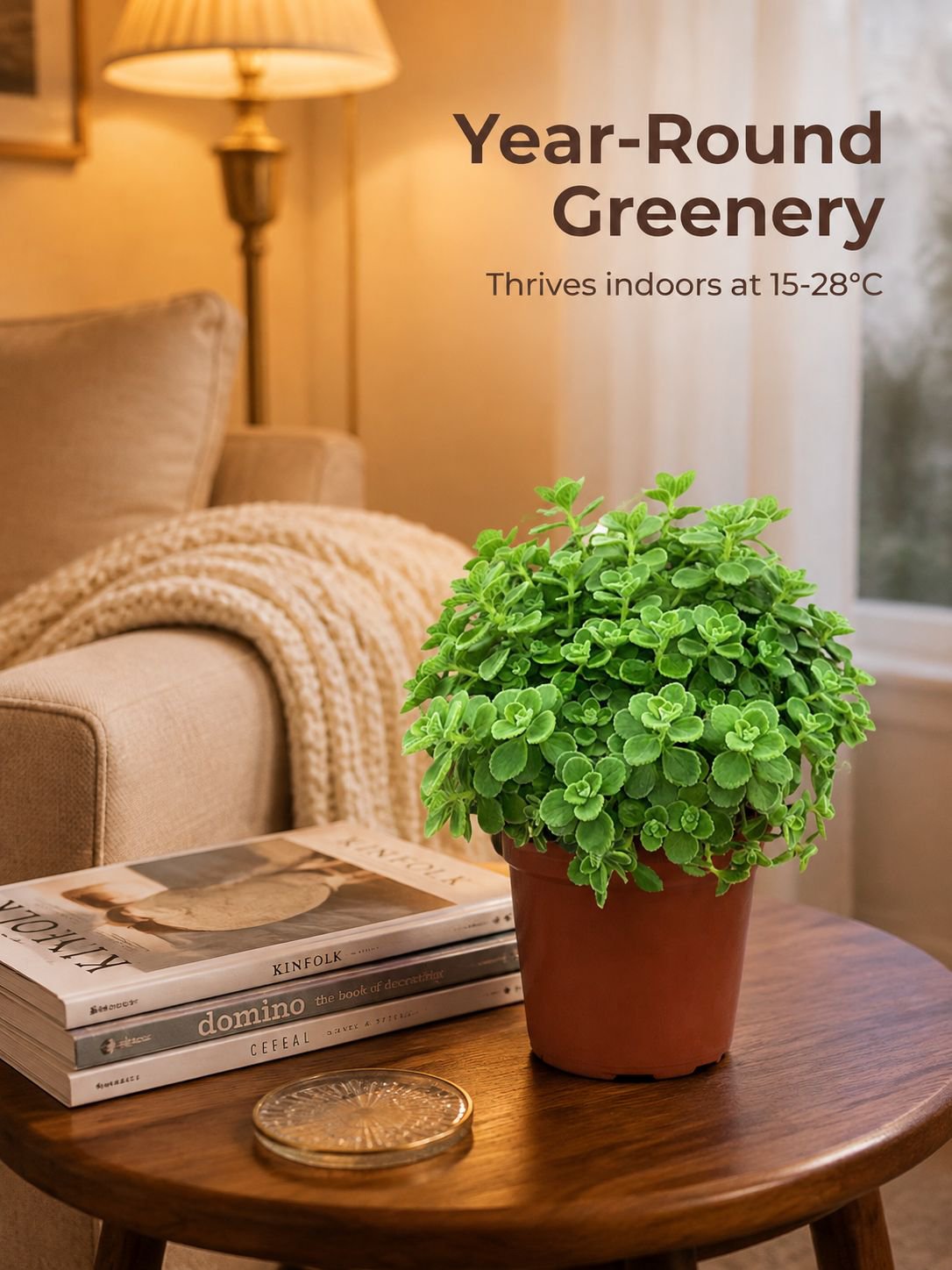 Indoor air-purifying Plectranthus plant