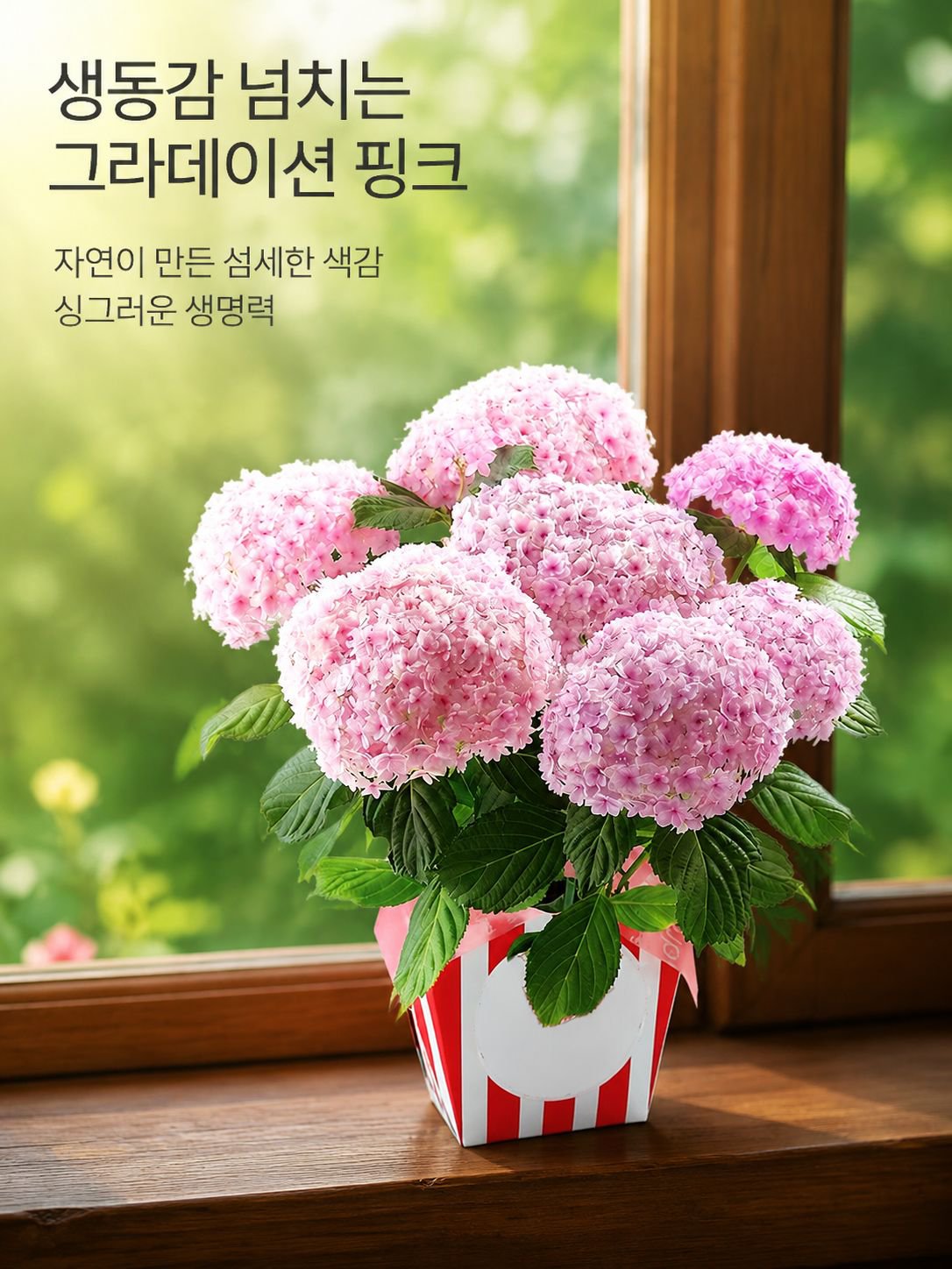 화분에 심은 수국
