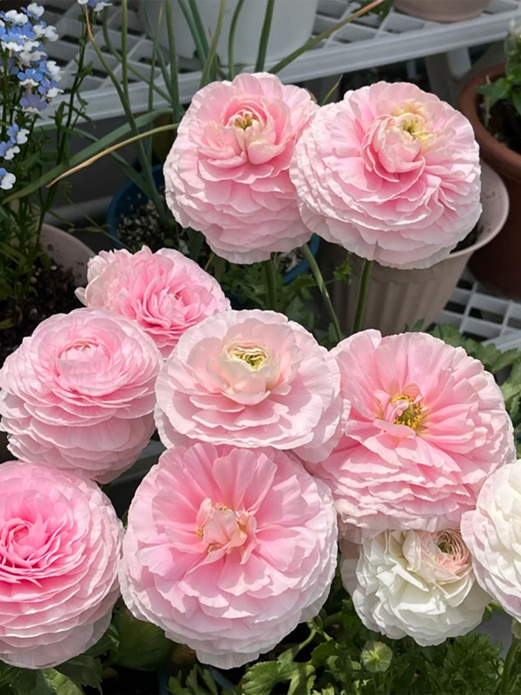 ศูนย์การค้าออนไลน์