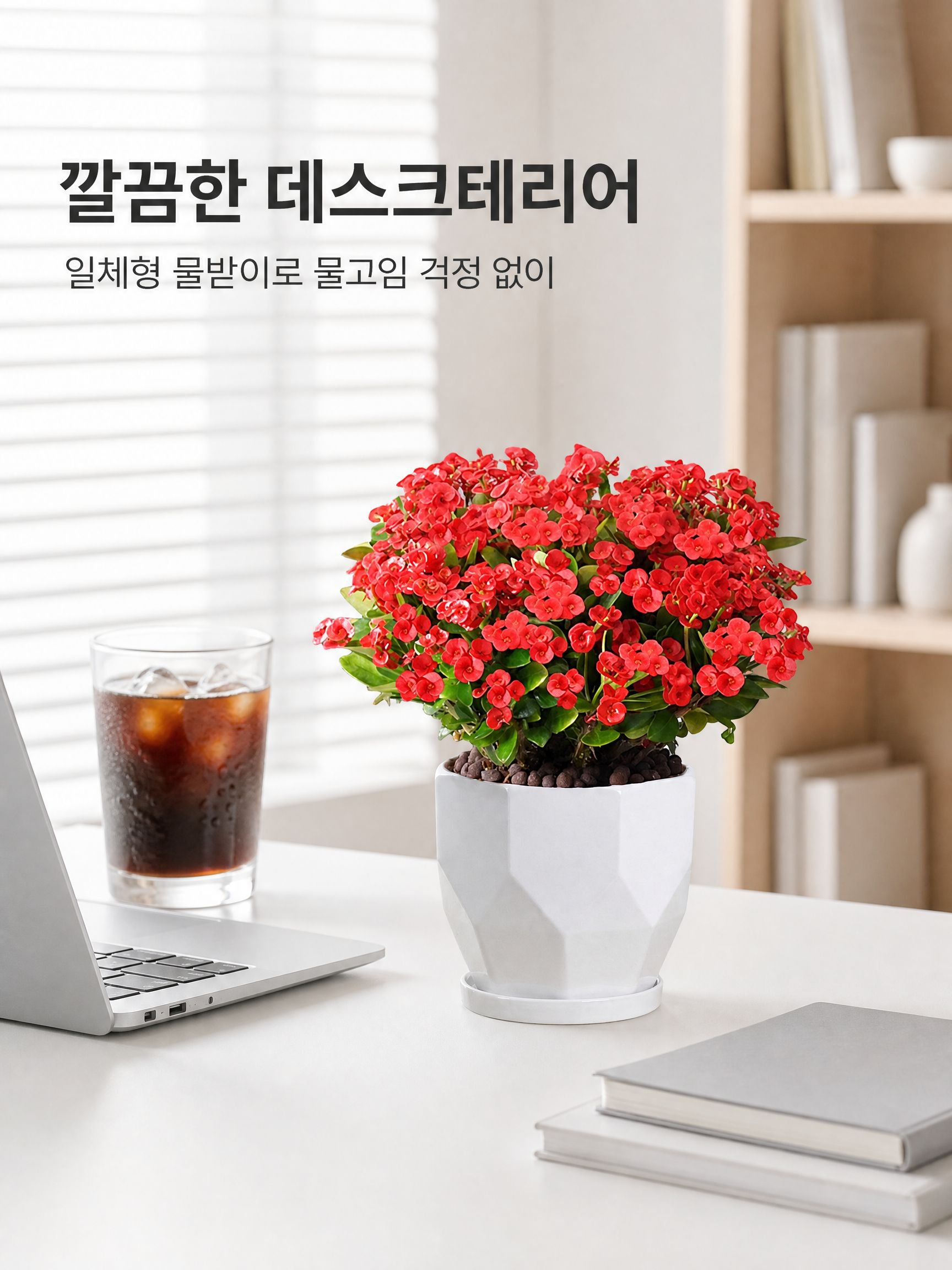 실내 베란다 사계절 개화 선인장매화 화분식물