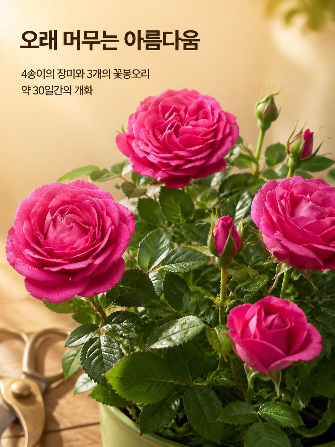 혼합 색상 장미 화분 식물