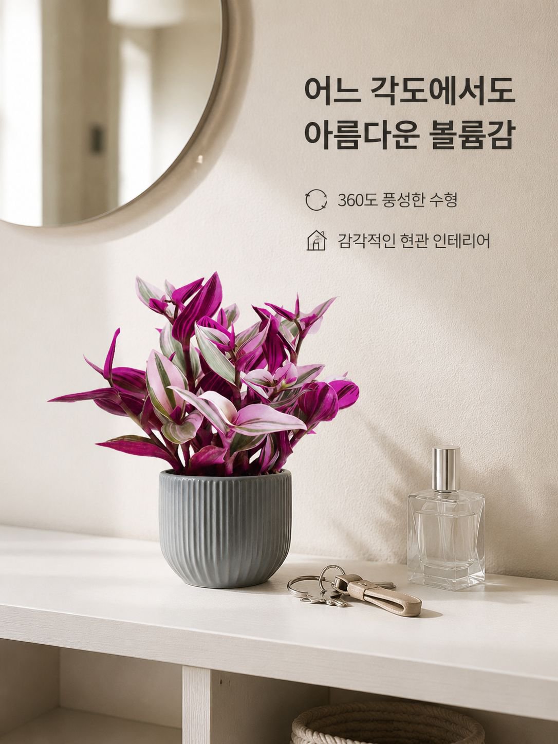 보라색 거미 식물