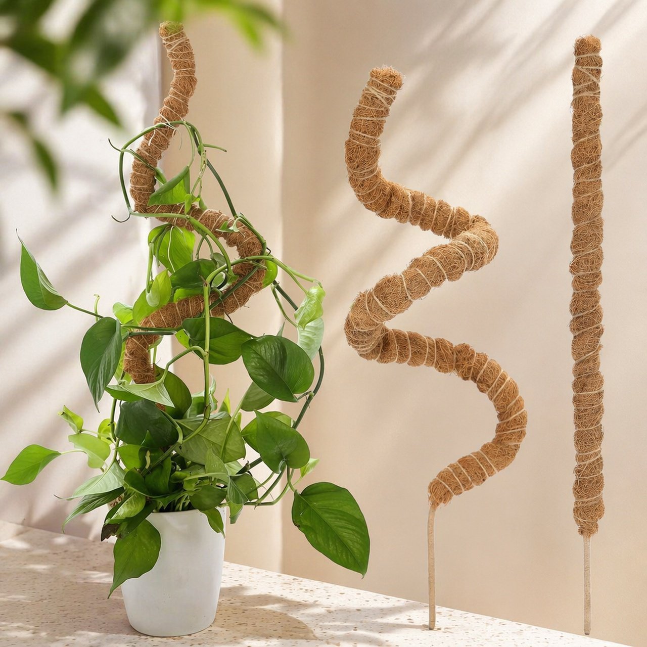 Monstera growing with support moss pole