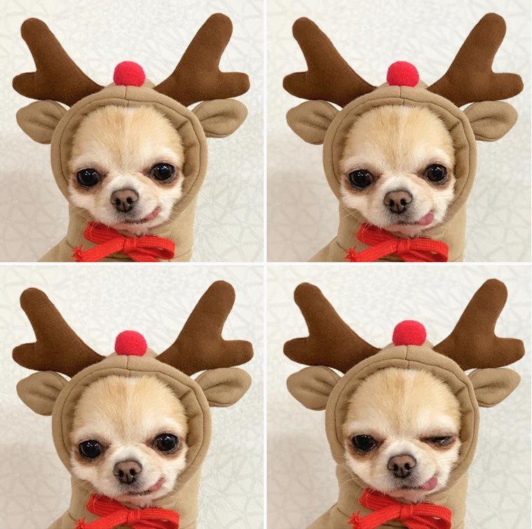 All-Season Fashion Outfits for Pets