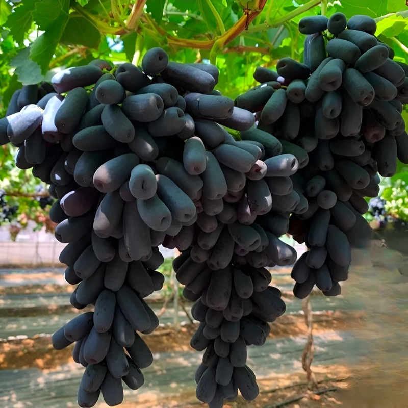  골드핑거 스위트 사파이어 포도나무 묘목