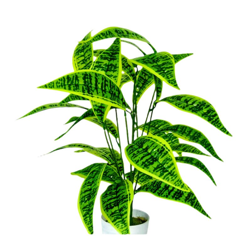 몬스테라 델리시오사 분재