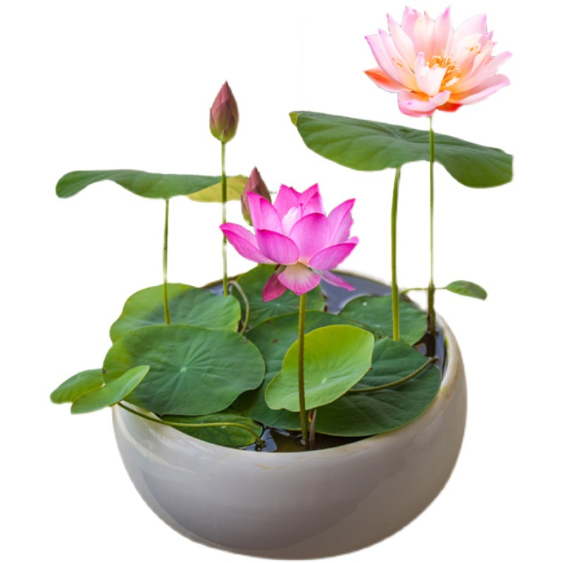 Water lily in a pot