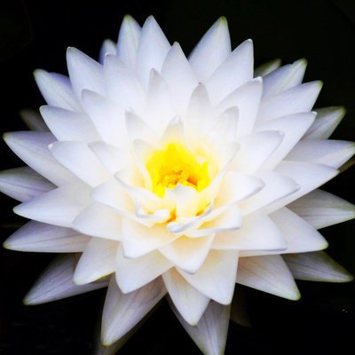 물에서 키우는 다양한 연꽃