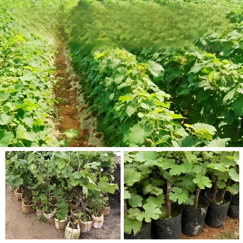 金手指甜蜜藍寶石葡萄苗