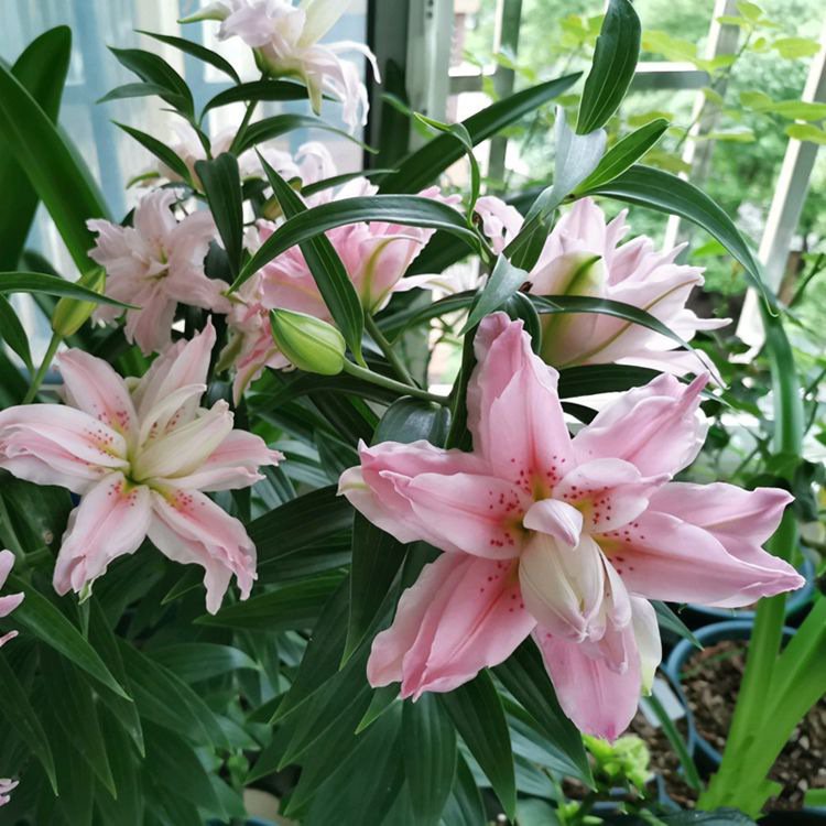 二重の花びらを持つ多色のユリ