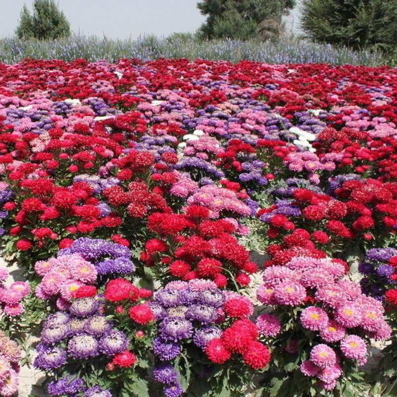 사계절 내내 피는 겹꽃 국화