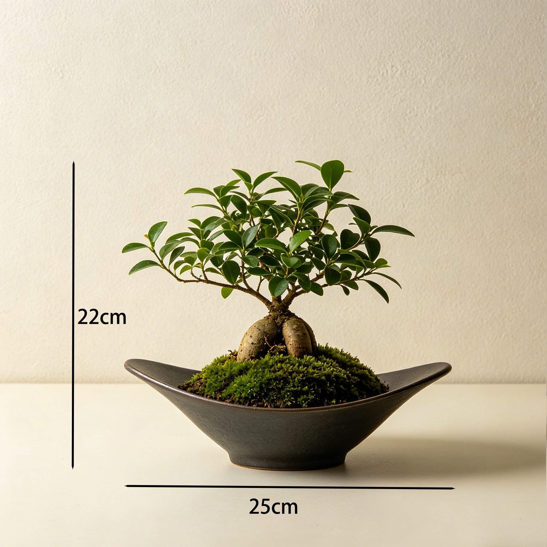 Decorative Ginseng Ficus bonsai for home interior