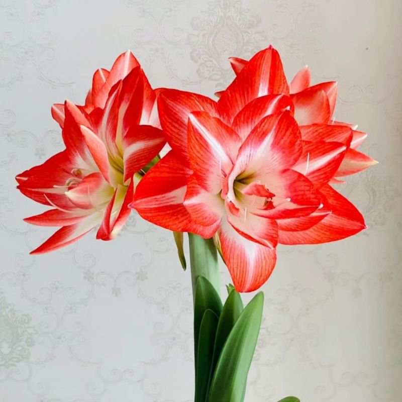 프레이 실내 화분 꽃