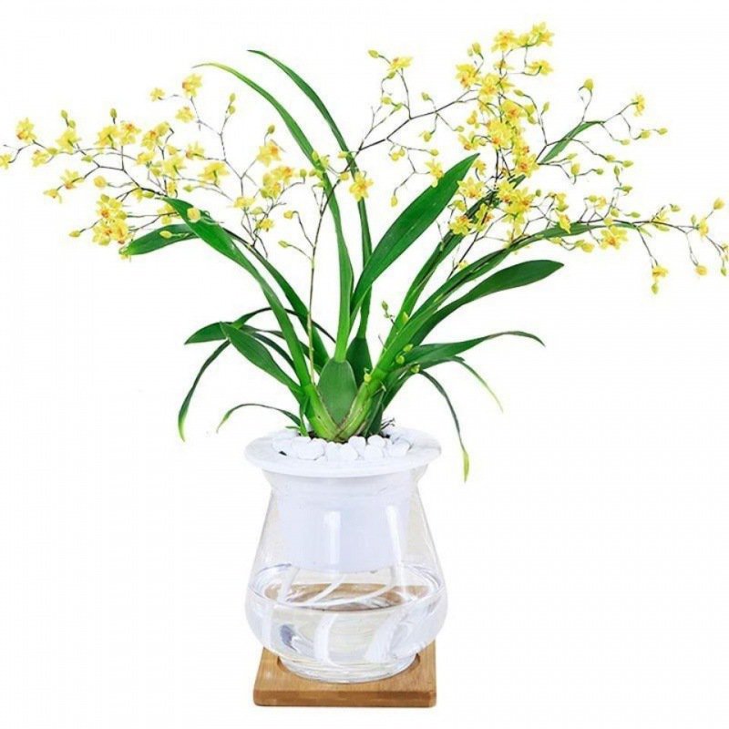 水耕四季開花香水文心蘭