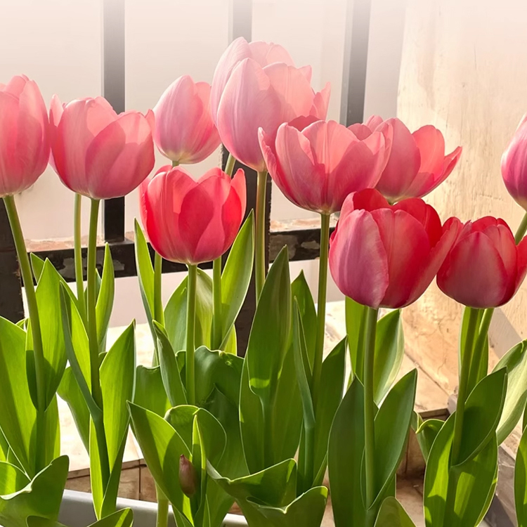 Hydroponic tulips