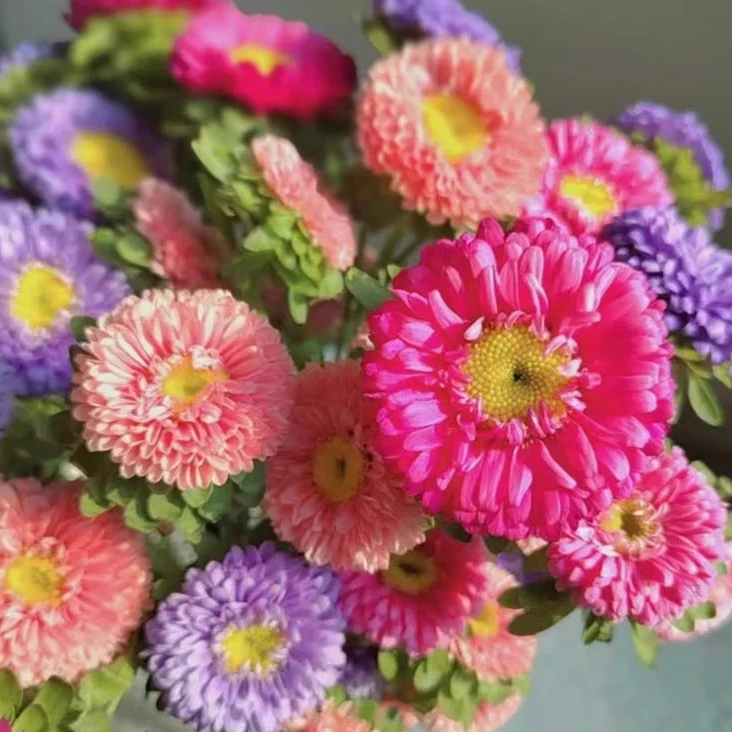 다채로운 캔디 화분 꽃