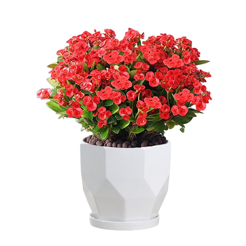 四季開花虎刺梅盆栽