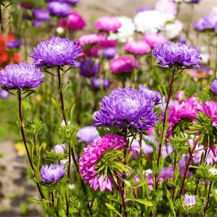 다채로운 캔디 화분 꽃