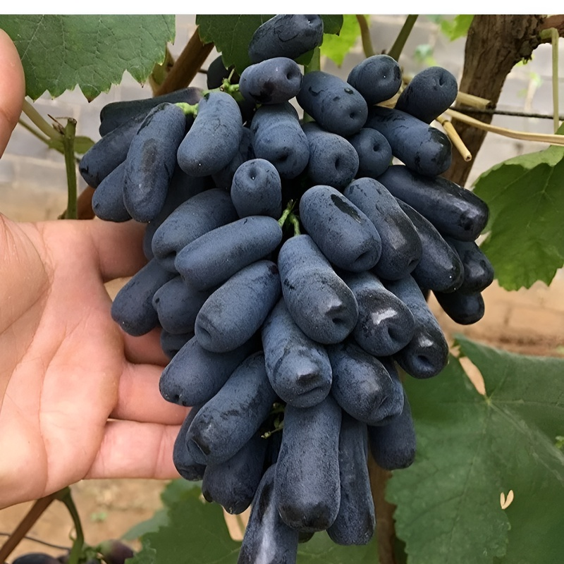 金手指甜蜜藍寶石葡萄苗