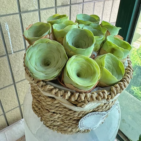 マウンテンローズ多肉植物