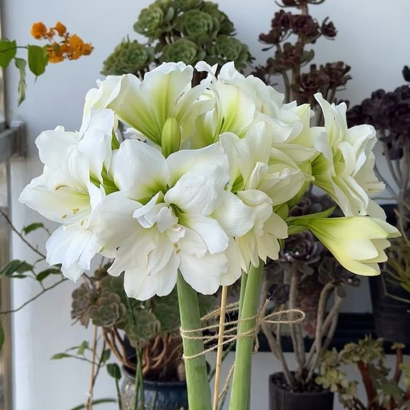 프레이 실내 화분 꽃