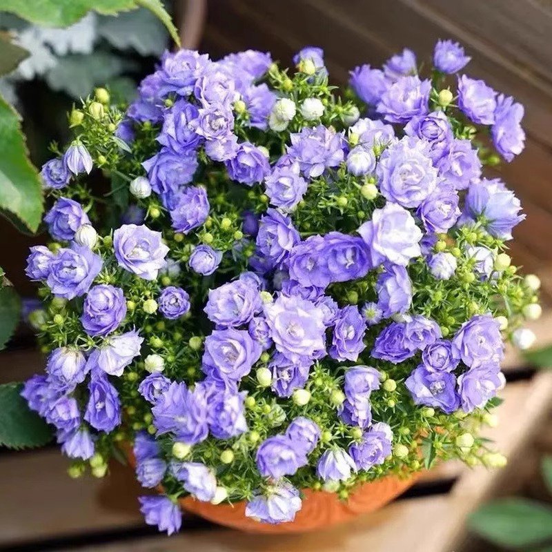 Campanula danesa de flor doble